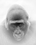 wp95156904_0f.jpg